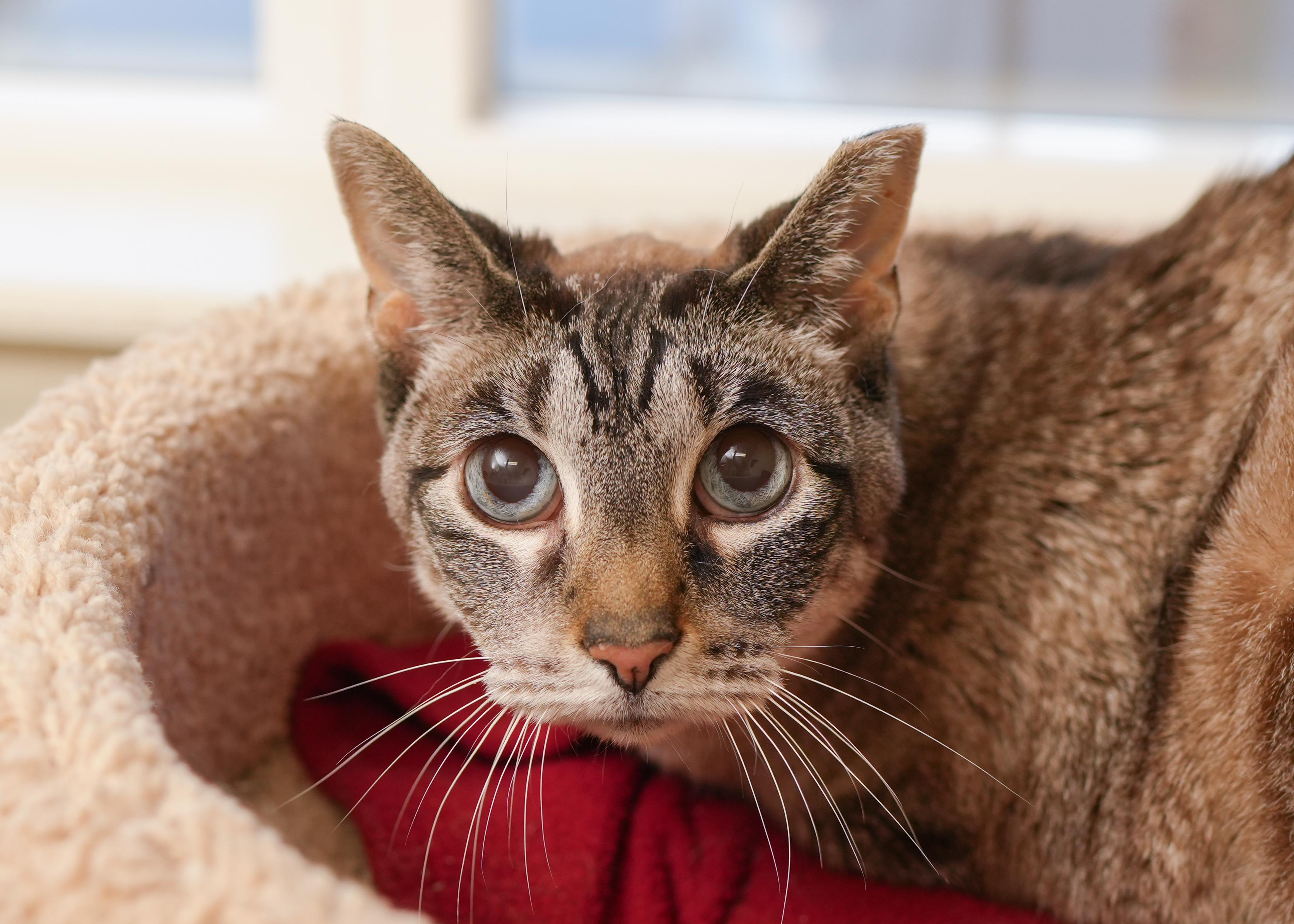 Little One, a ADOPTABLE Domestic Short Hair in Boise, ID image 1/2