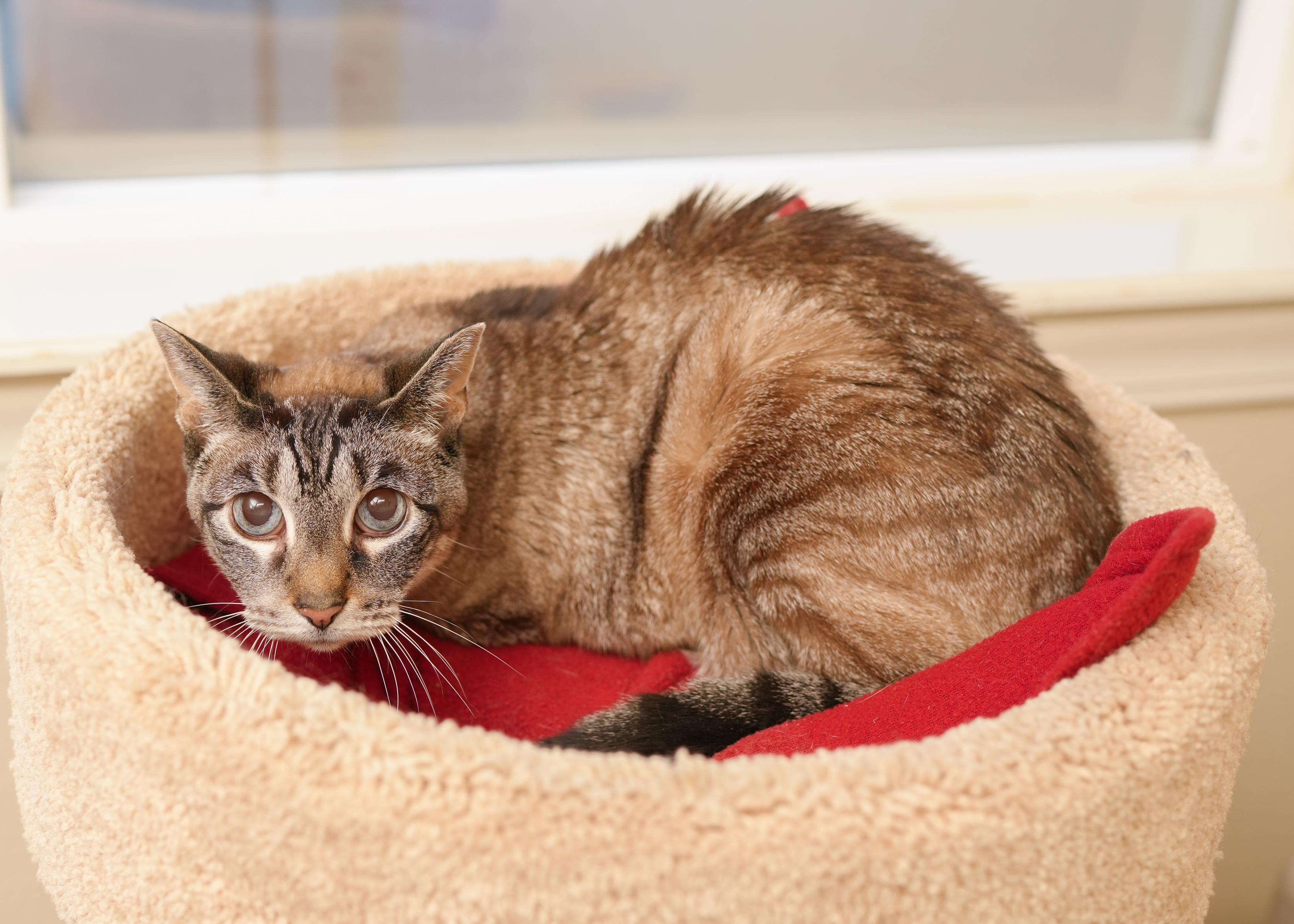Little One, a ADOPTABLE Domestic Short Hair in Boise, ID image 2/2