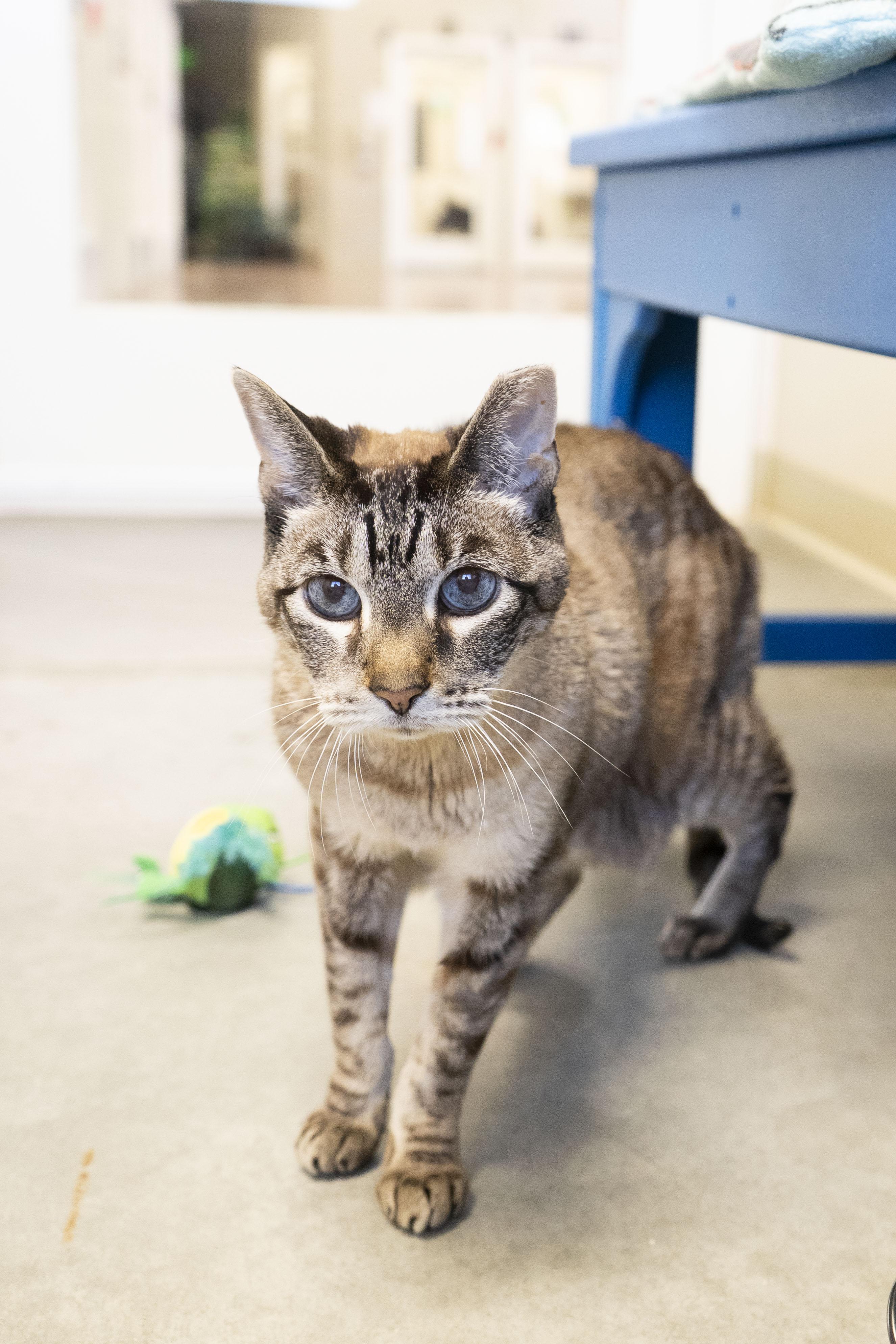 Little One, ADOPTABLE, Senior Female Domestic Short Hair.
