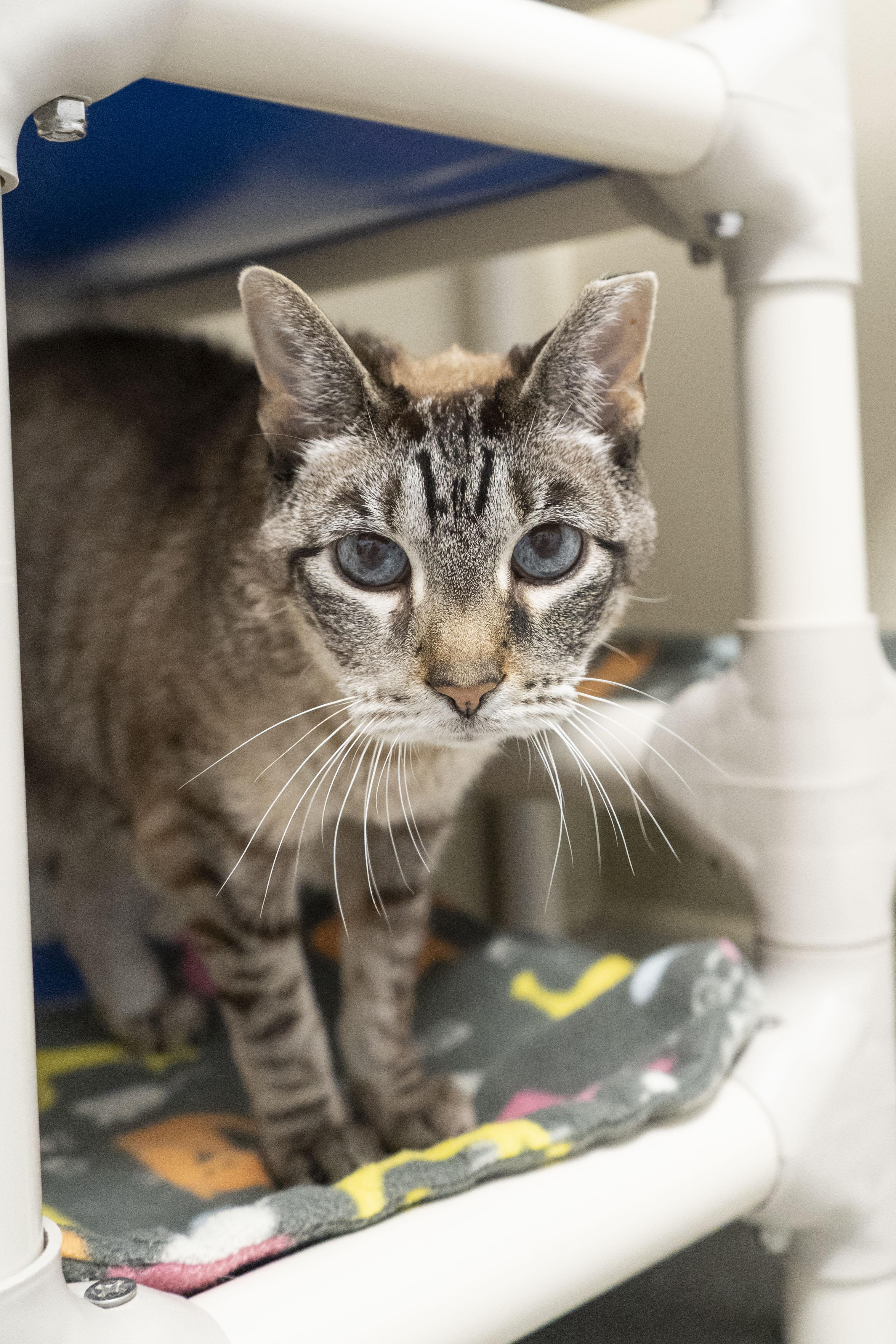 Enlarge Little One, a ADOPTABLE Domestic Short Hair in Boise, ID image 2/2
