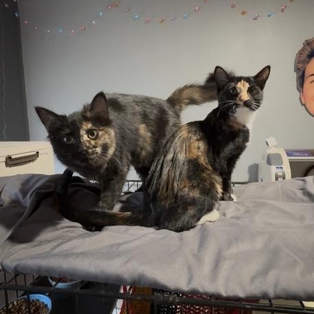 Enlarge Alibi, a ADOPTABLE Domestic Short Hair in Midvale, UT image 4/4