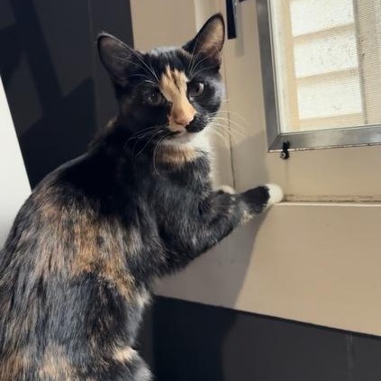 Enlarge Alibi, a ADOPTABLE Domestic Short Hair in Midvale, UT image 1/4