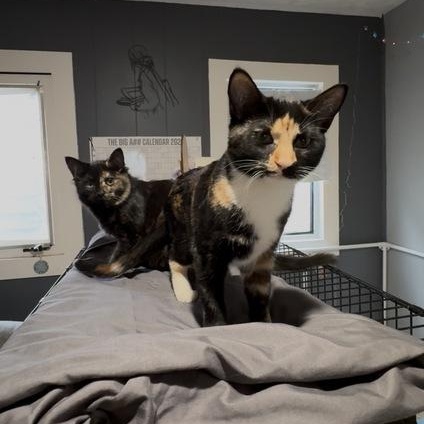 Enlarge Alibi, a ADOPTABLE Domestic Short Hair in Midvale, UT image 3/4