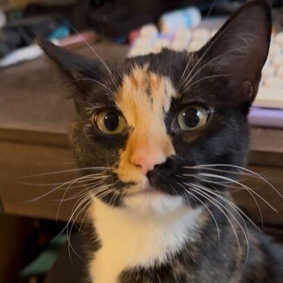 Enlarge Alibi, a ADOPTABLE Domestic Short Hair in Midvale, UT image 2/4