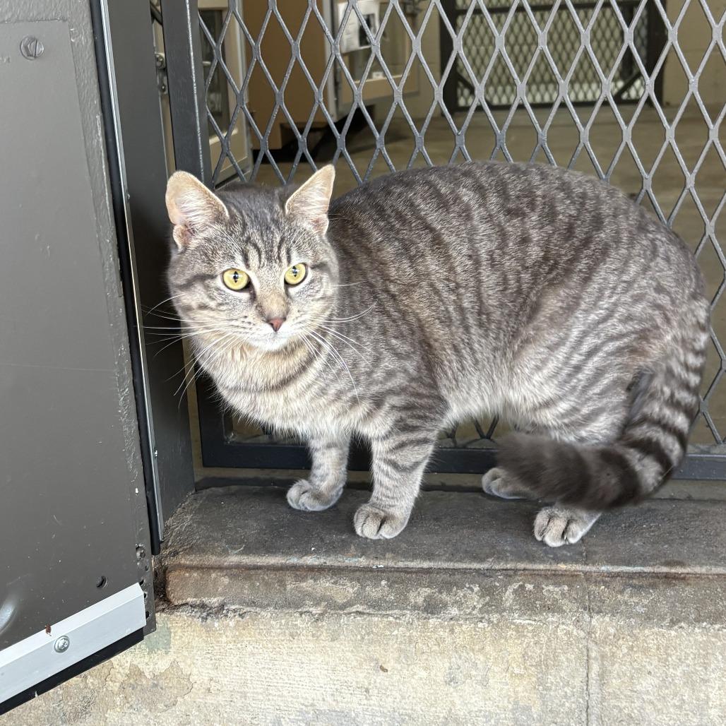 Milo, Adoptable, Adult Male Domestic Short Hair & Domestic Short Hair.