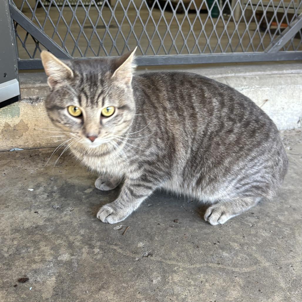 Milo, a Adoptable mixed breed in Madisonville, KY image 2/3