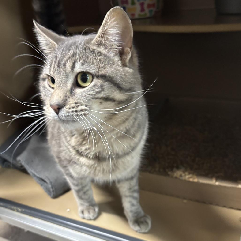 Milo, a Adoptable mixed breed in Madisonville, KY image 3/3