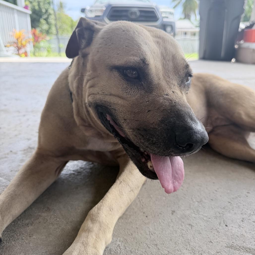 Franny, Adoptable, Adult Female Mixed Breed.