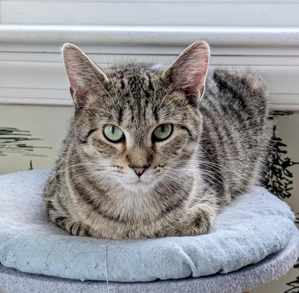 Agatha, a Adoptable Domestic Short Hair in Alexandria, VA image 3/6