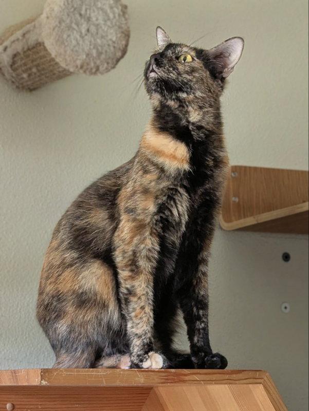 June Bug, Adoptable, Adult Female Tortoiseshell & Domestic Short Hair.