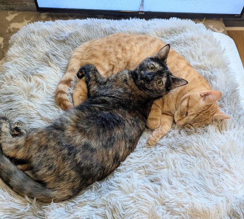 June Bug, Adoptable, Young Female Tortoiseshell & Domestic Short Hair.