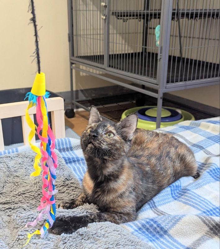 June Bug, Adoptable, Young Female Tortoiseshell & Domestic Short Hair.