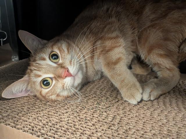 Enlarge PEACHY PIE, a Adoptable Domestic Short Hair in Toronto, ON image 1/1