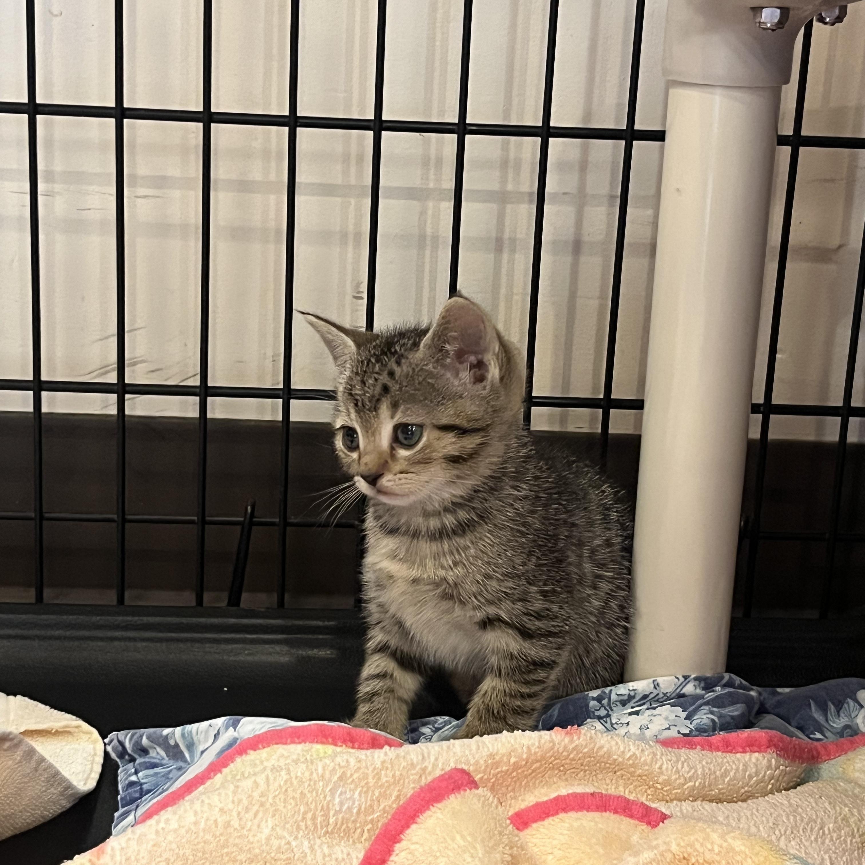 Enlarge Tuna, an adopted Domestic Short Hair in Salisbury, NC image 3/5