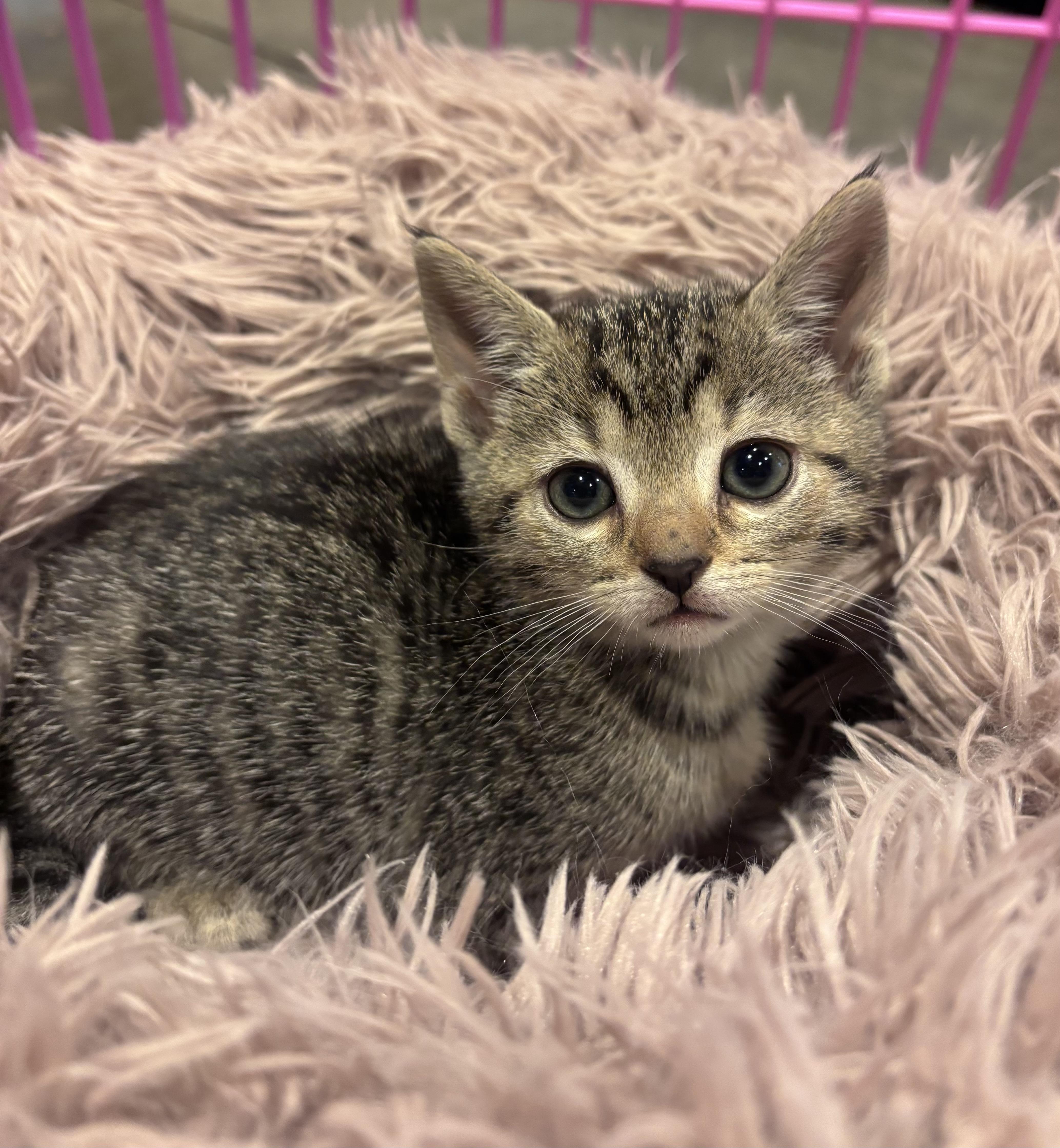Tuna, adopted, Kitten Female Domestic Short Hair.