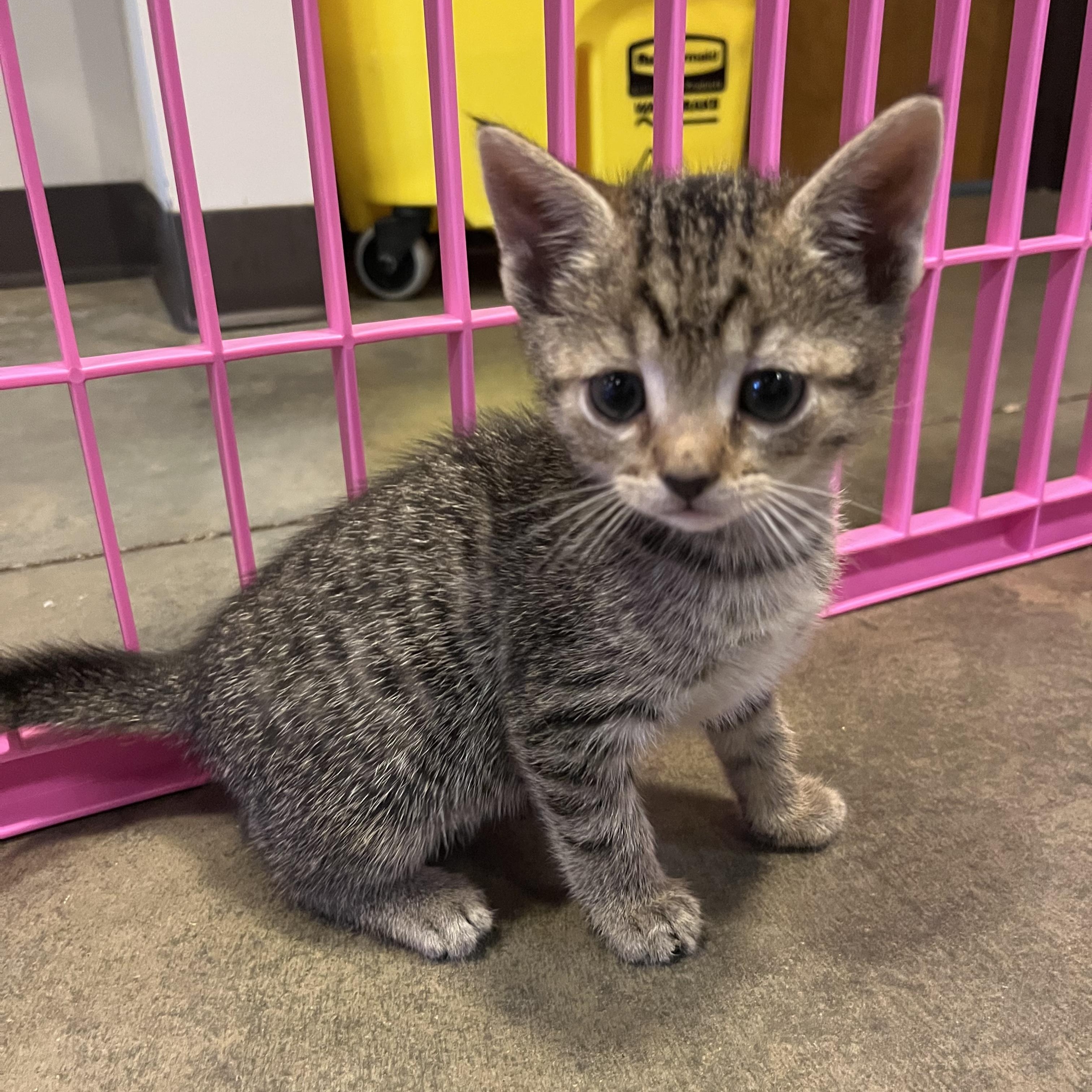 Enlarge Tuna, an adopted Domestic Short Hair in Salisbury, NC image 2/5