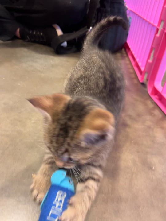 Enlarge Tuna, an adopted Domestic Short Hair in Salisbury, NC video 5/5