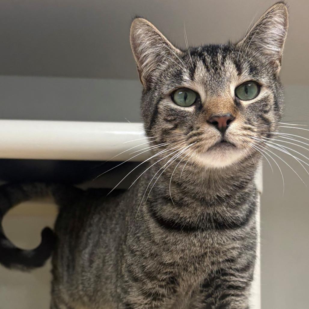 Enlarge Charlie, a Adoptable Domestic Short Hair in East Hanover, NJ image 1/5