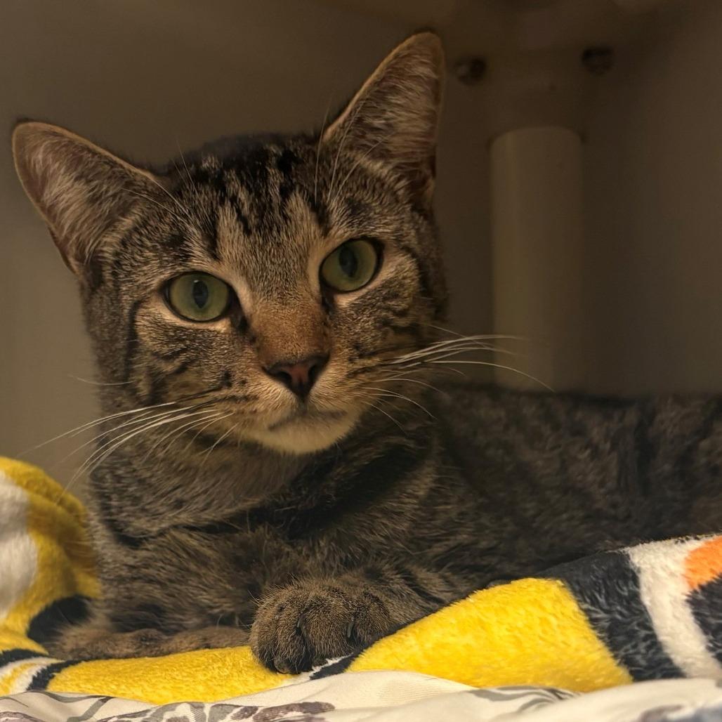 Charlie, Adoptable, Young Male Domestic Short Hair.