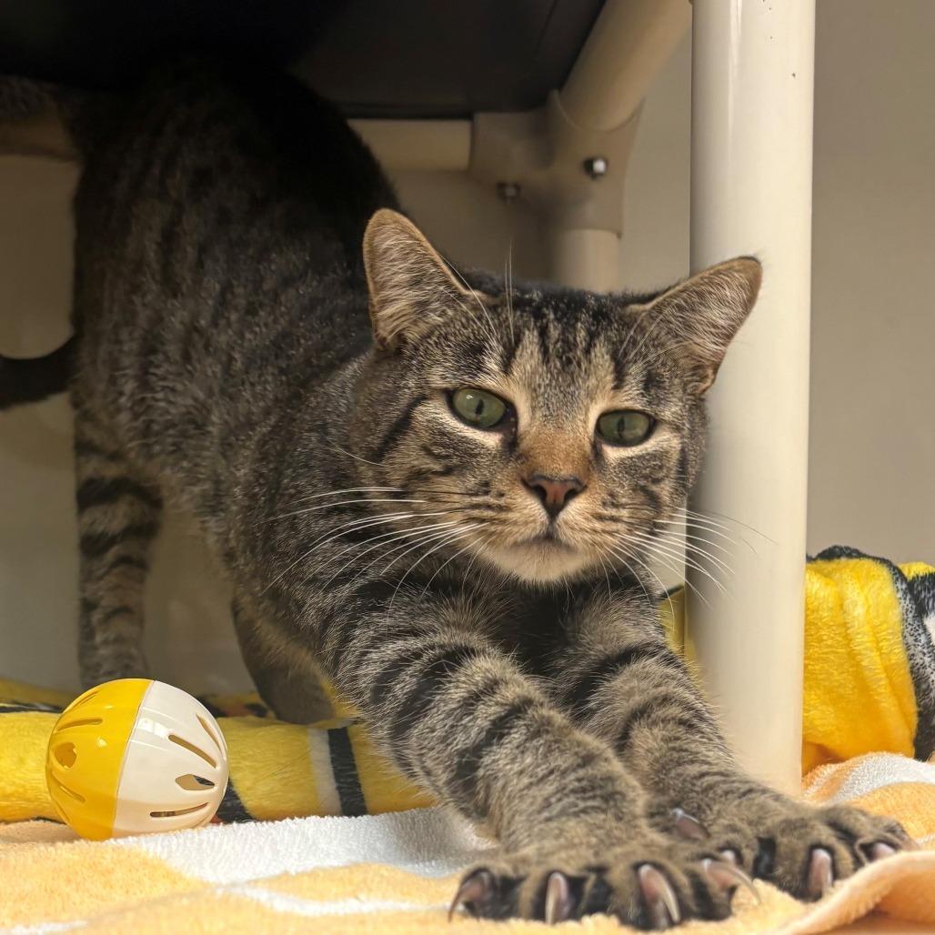 Enlarge Charlie, a Adoptable Domestic Short Hair in East Hanover, NJ image 2/5