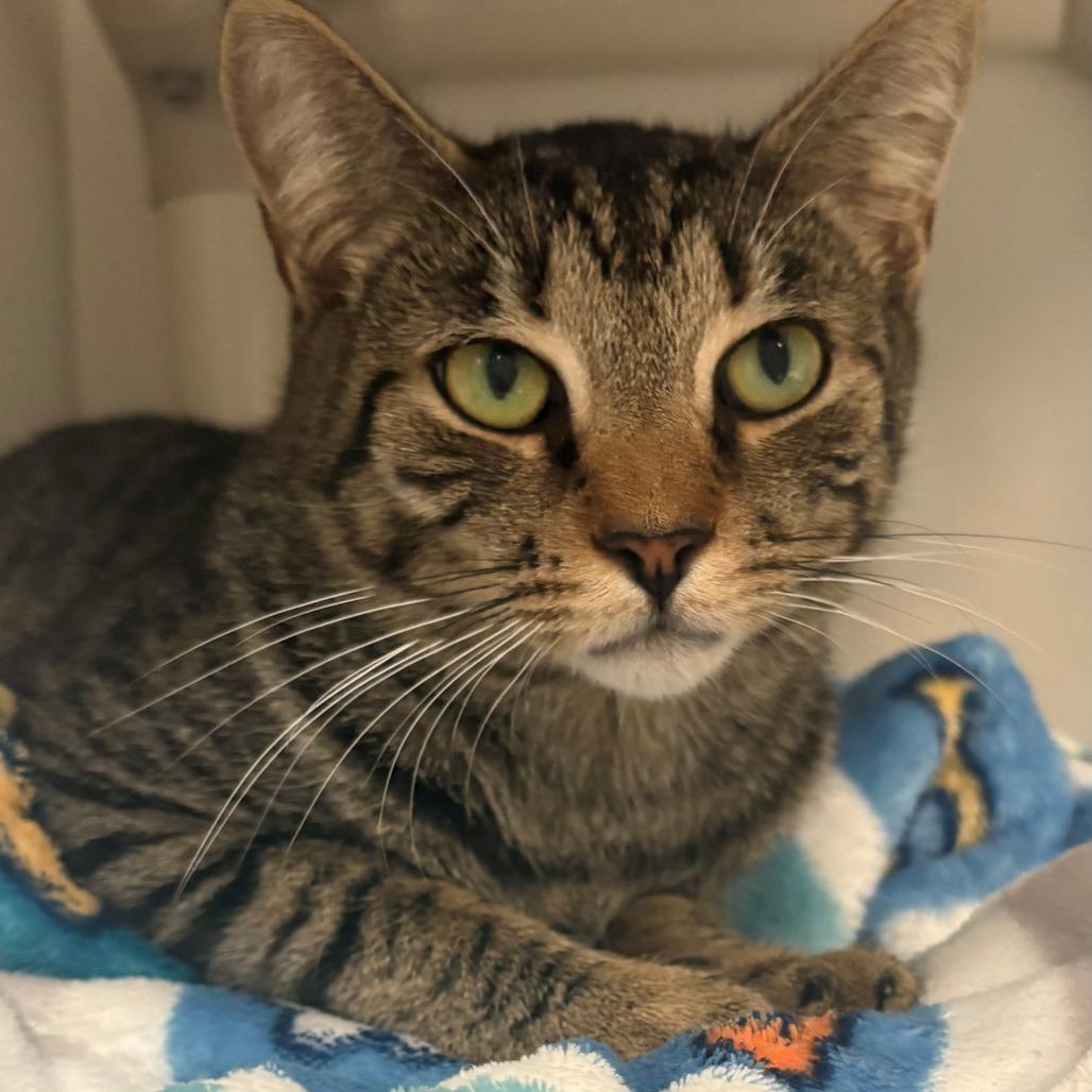 Enlarge Charlie, a Adoptable Domestic Short Hair in East Hanover, NJ image 2/2
