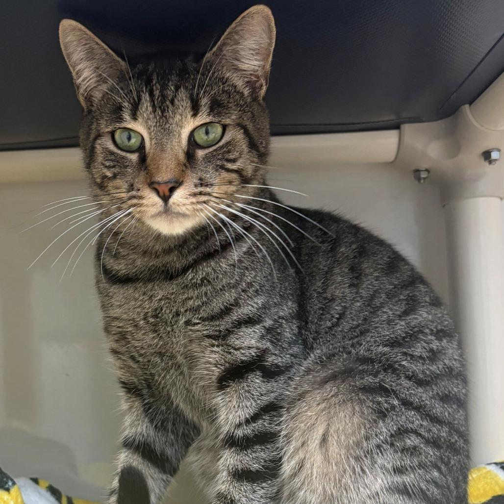 Enlarge Charlie, a Adoptable Domestic Short Hair in East Hanover, NJ image 5/5