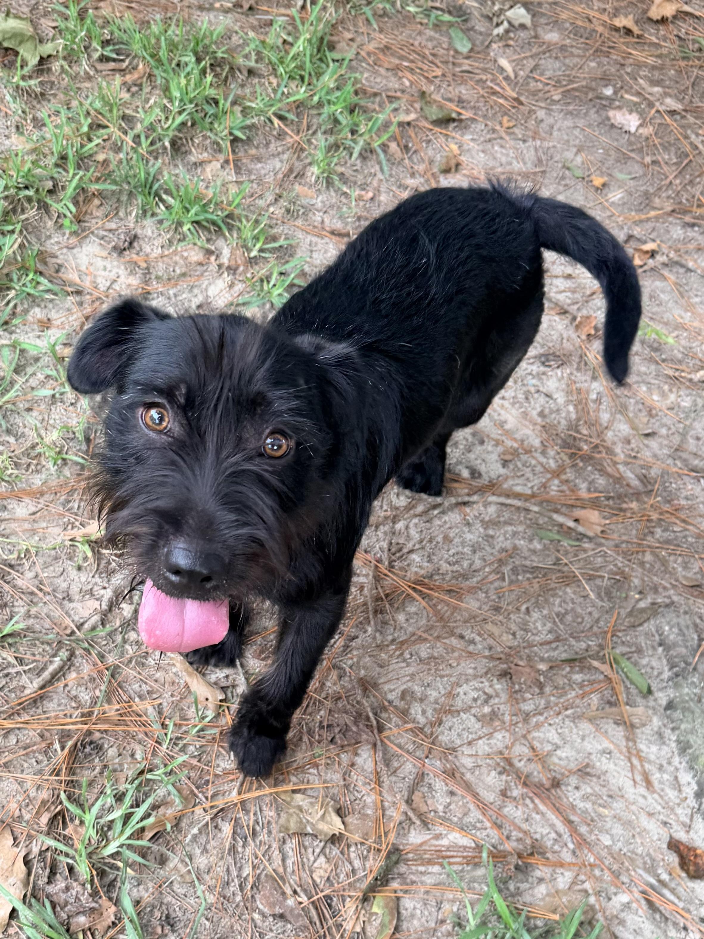 Bellinger, an adopted mixed breed in Baker, LA image 2/6
