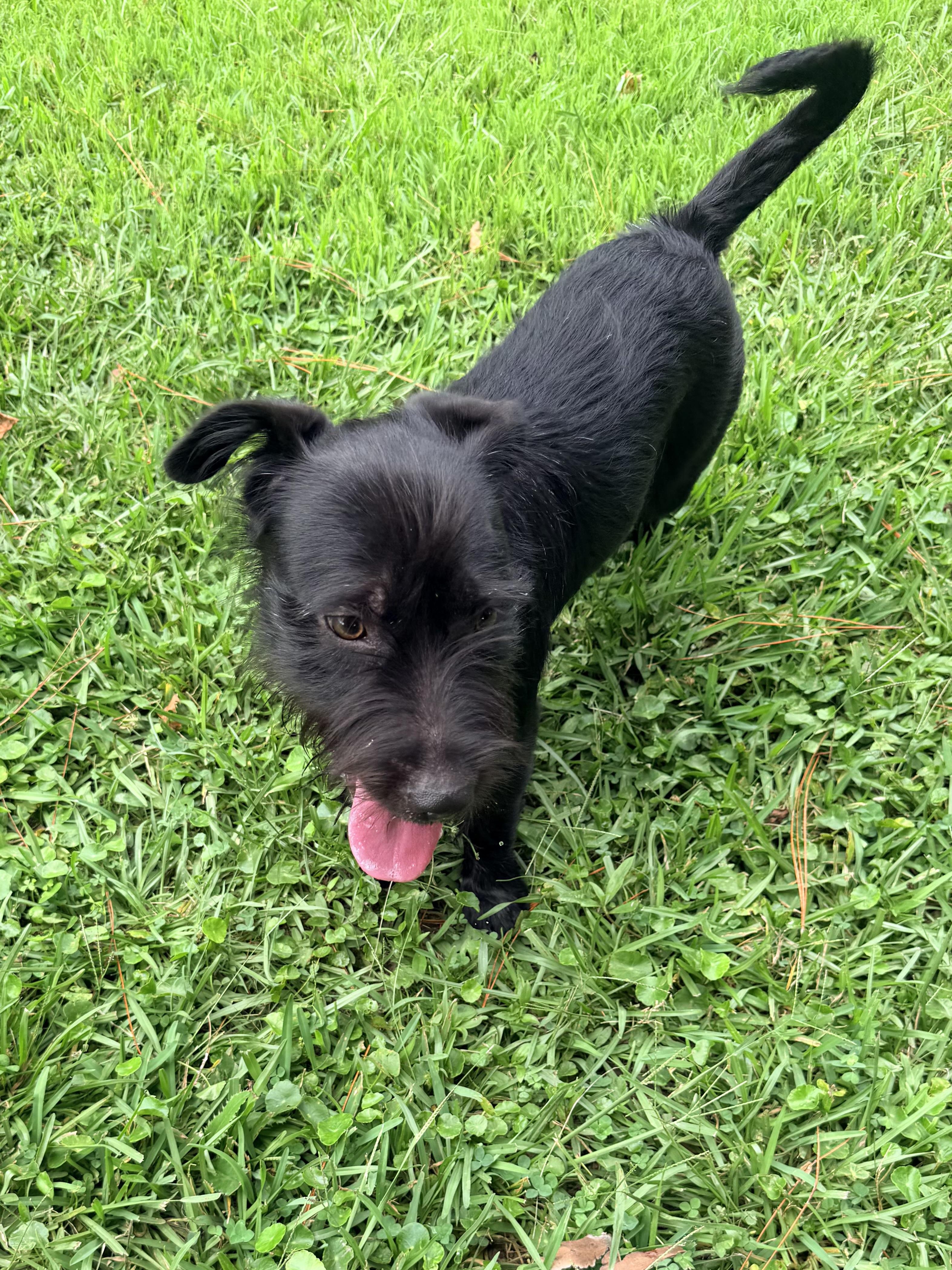 Bellinger, an adopted mixed breed in Baker, LA image 6/6