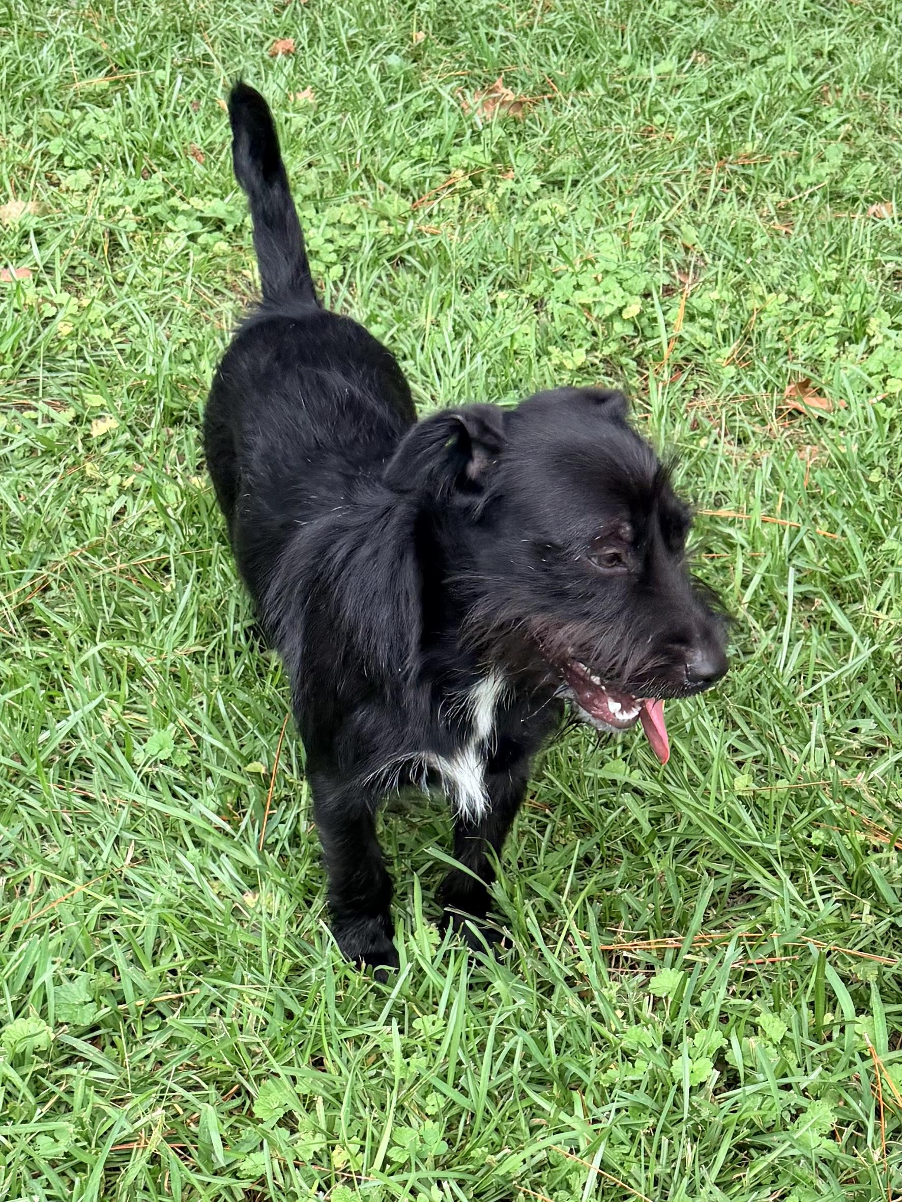 Bellinger, an adopted mixed breed in Baker, LA image 3/6