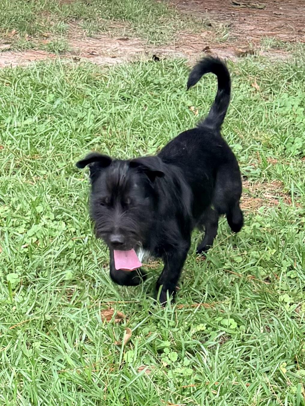 Bellinger, an adopted mixed breed in Baker, LA image 5/6