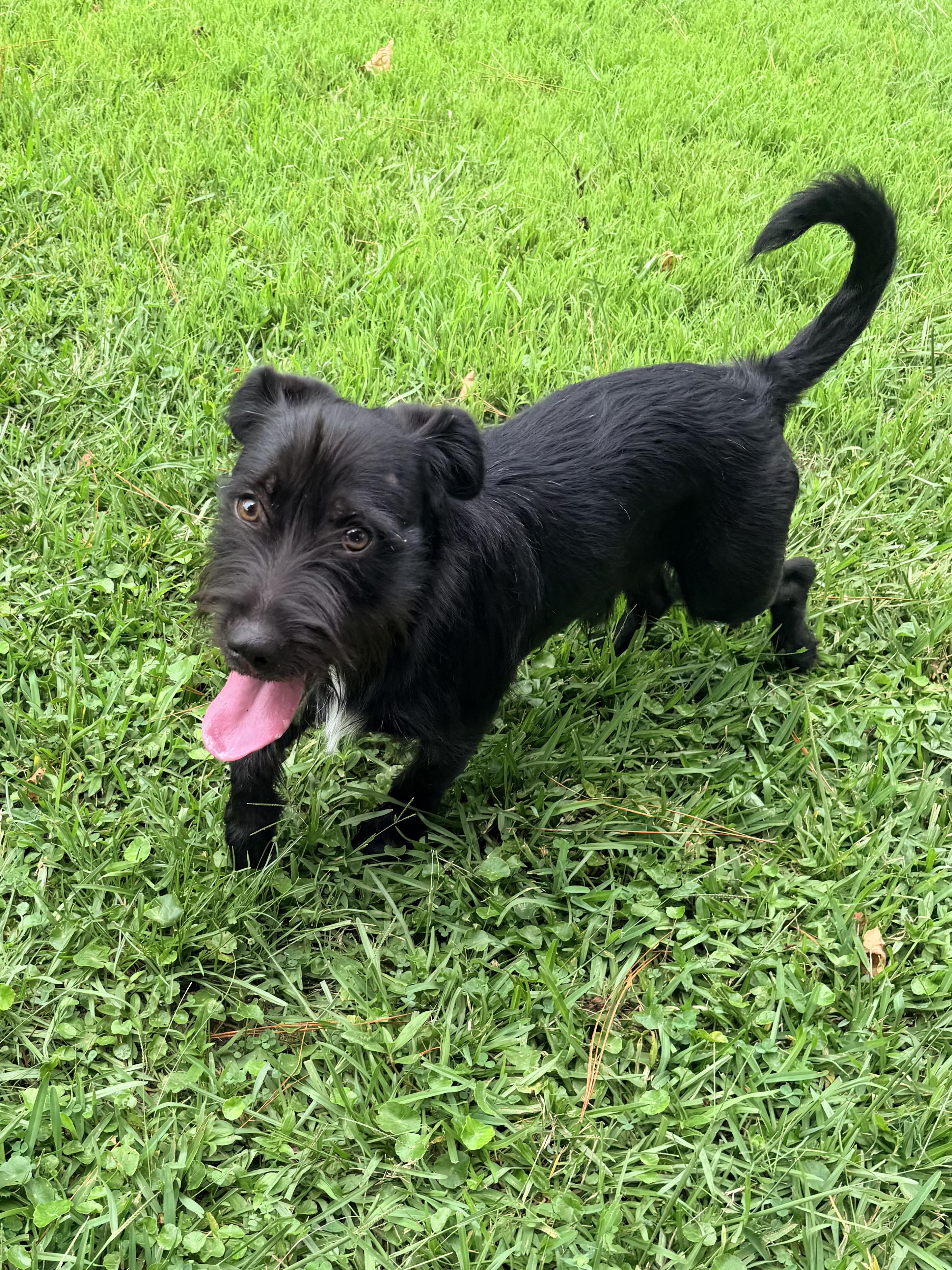 Bellinger, an adopted mixed breed in Baker, LA image 4/6