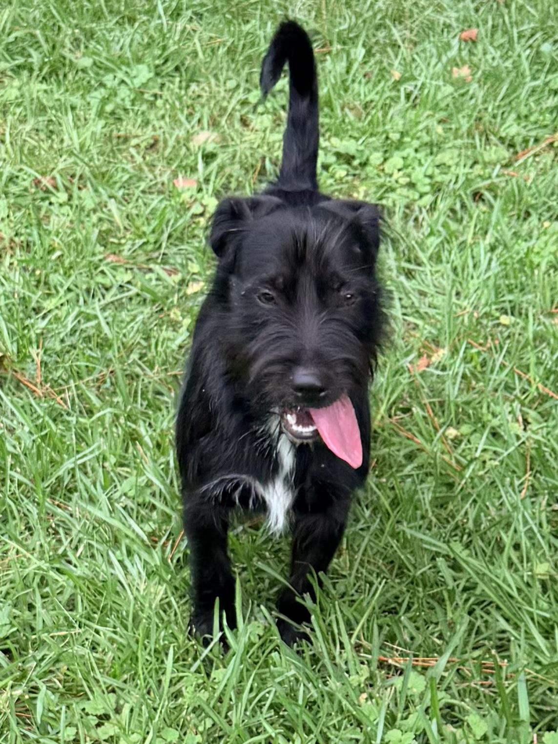 Bellinger, adopted, Adult Male Scottish Terrier.