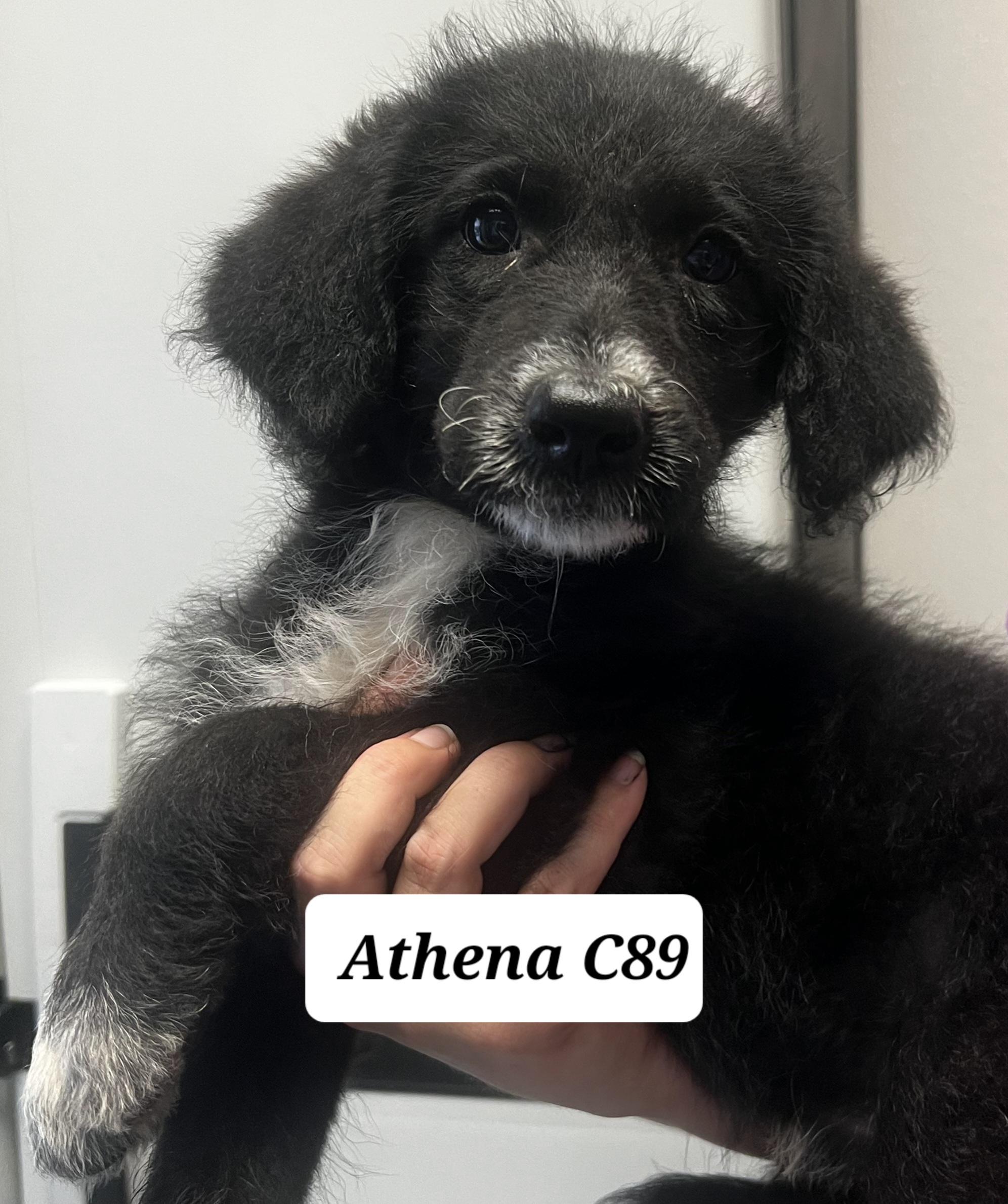 Athena, ADOPTABLE, Puppy Female Poodle & German Shepherd Dog.