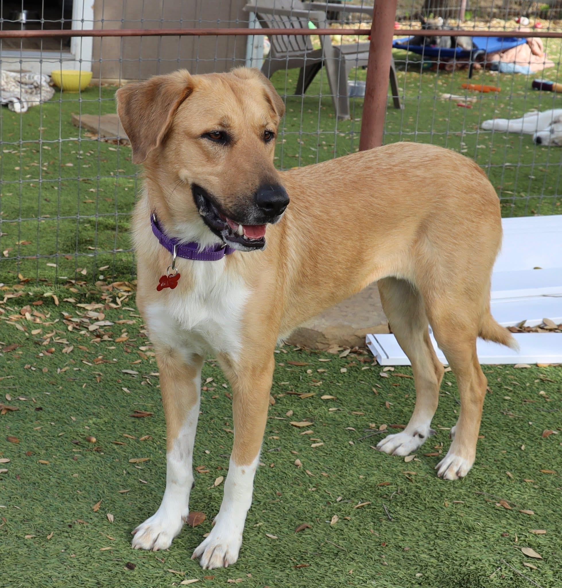 Enlarge Spirit , an adopted mixed breed in Keller, TX image 3/6