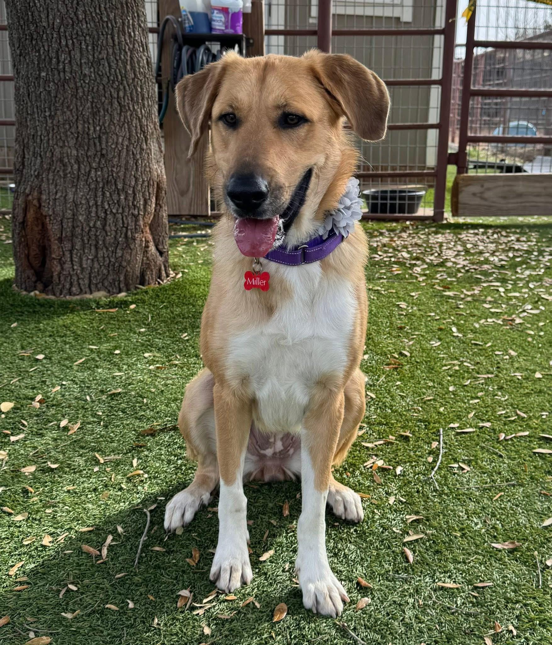 Enlarge Spirit , an adopted mixed breed in Keller, TX image 2/6