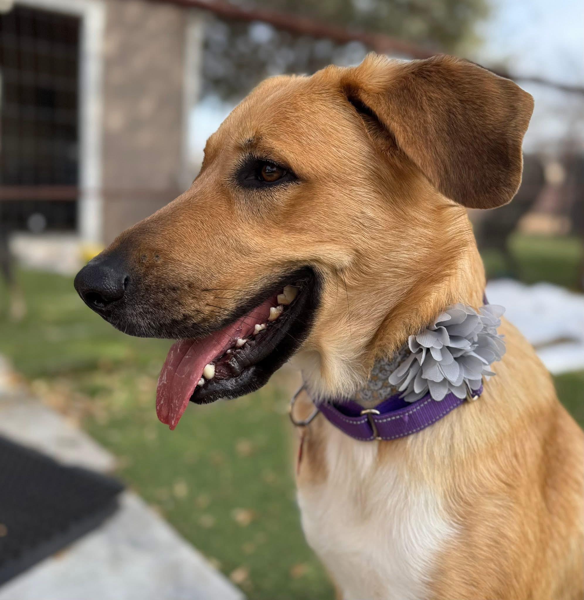 Enlarge Spirit , an adopted mixed breed in Keller, TX image 5/6