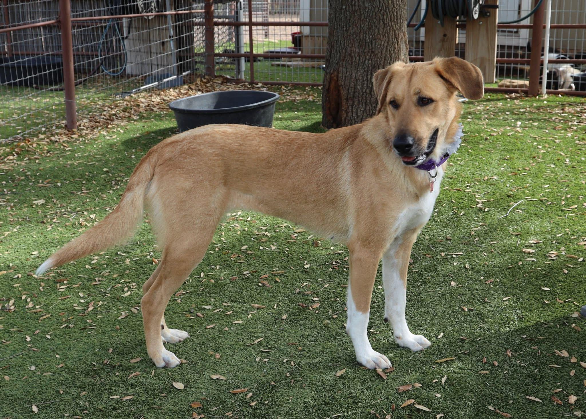 Enlarge Spirit , an adopted mixed breed in Keller, TX image 6/6