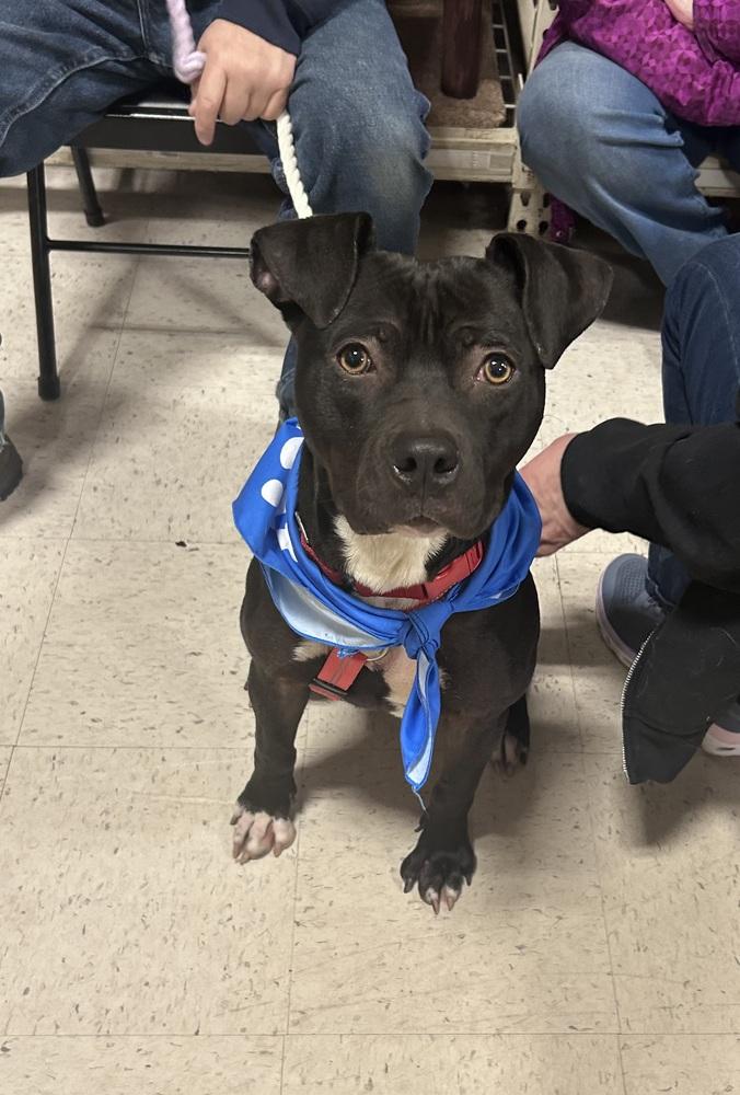 Leah, Adoptable, Young Female American Staffordshire Terrier & Pit Bull Terrier.