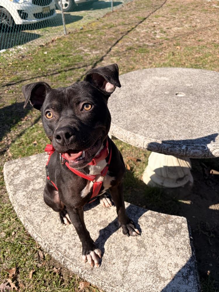 Leah, a Adoptable mixed breed in Willingboro, NJ image 2/6