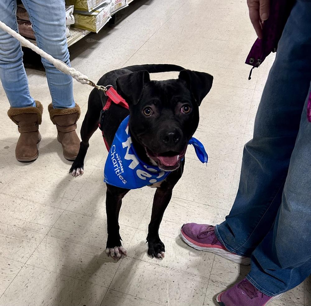 Leah, a Adoptable mixed breed in Willingboro, NJ image 4/6