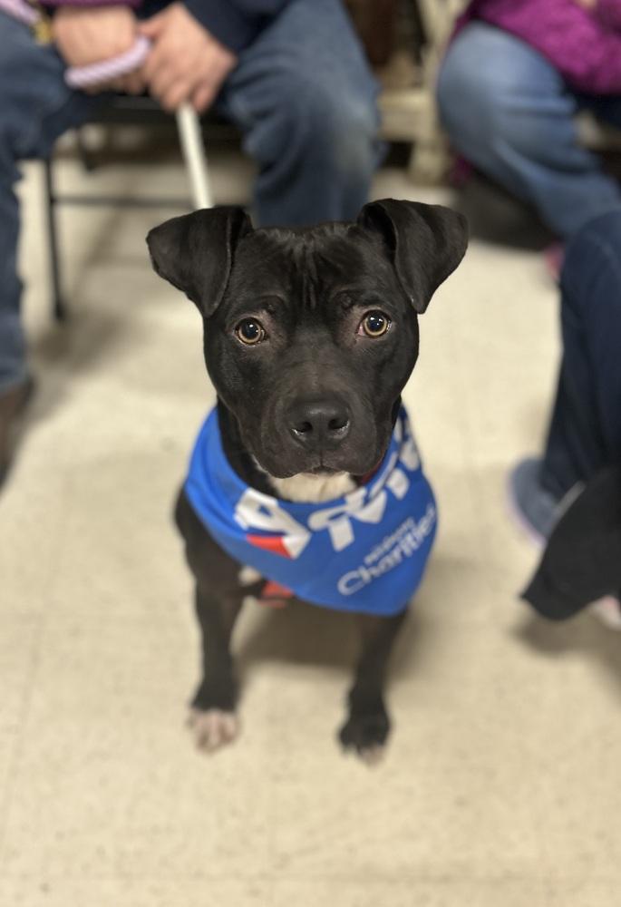 Leah, a Adoptable mixed breed in Willingboro, NJ image 5/6