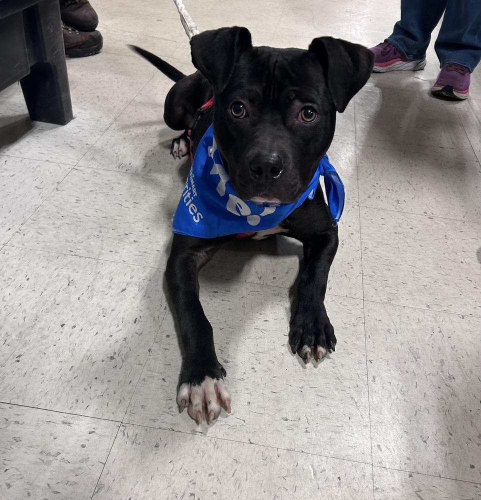 Leah, a Adoptable mixed breed in Willingboro, NJ image 6/6