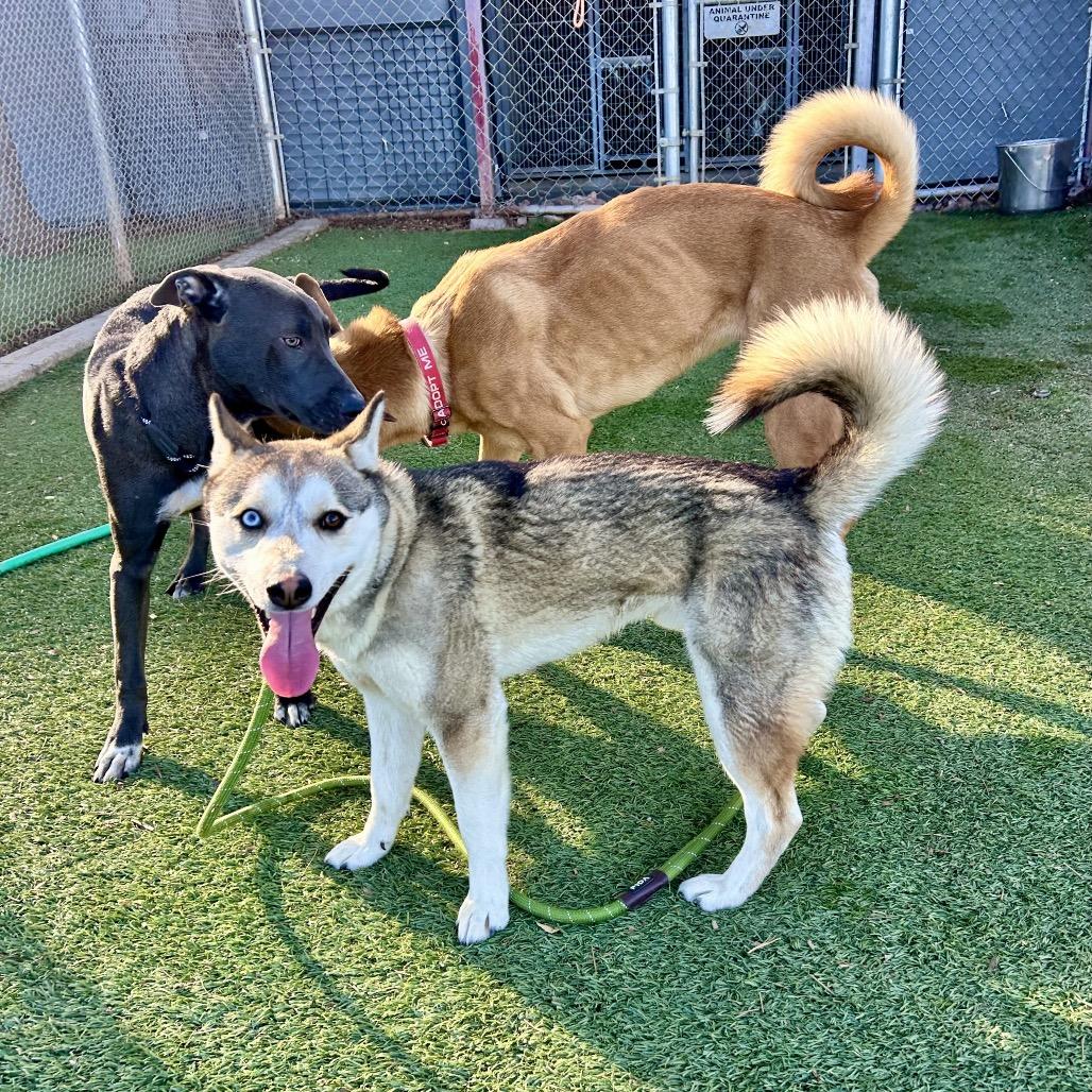Seth Clearwater, Adoptable, Young Male Husky.