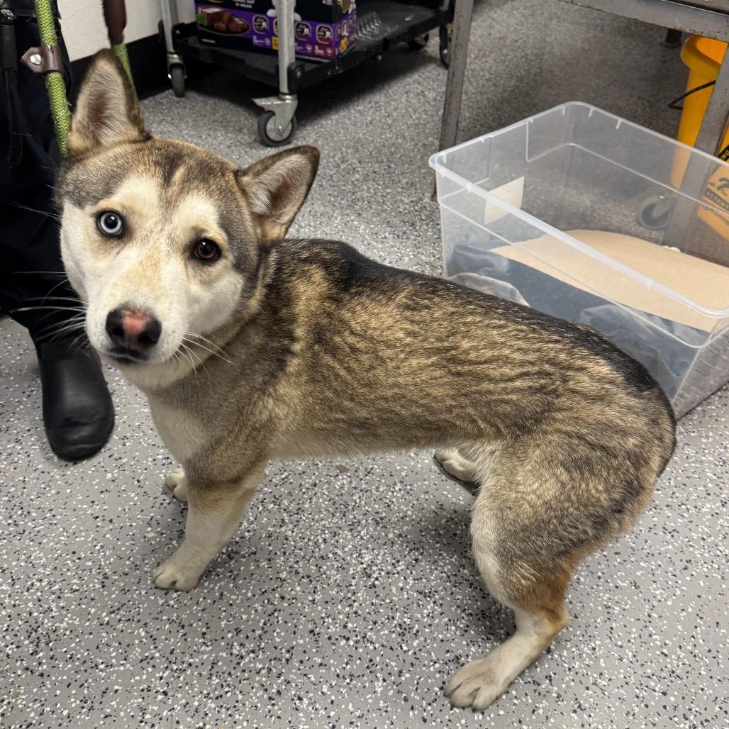 HACC-Stray-32635, Adoptable, Young Male Husky.