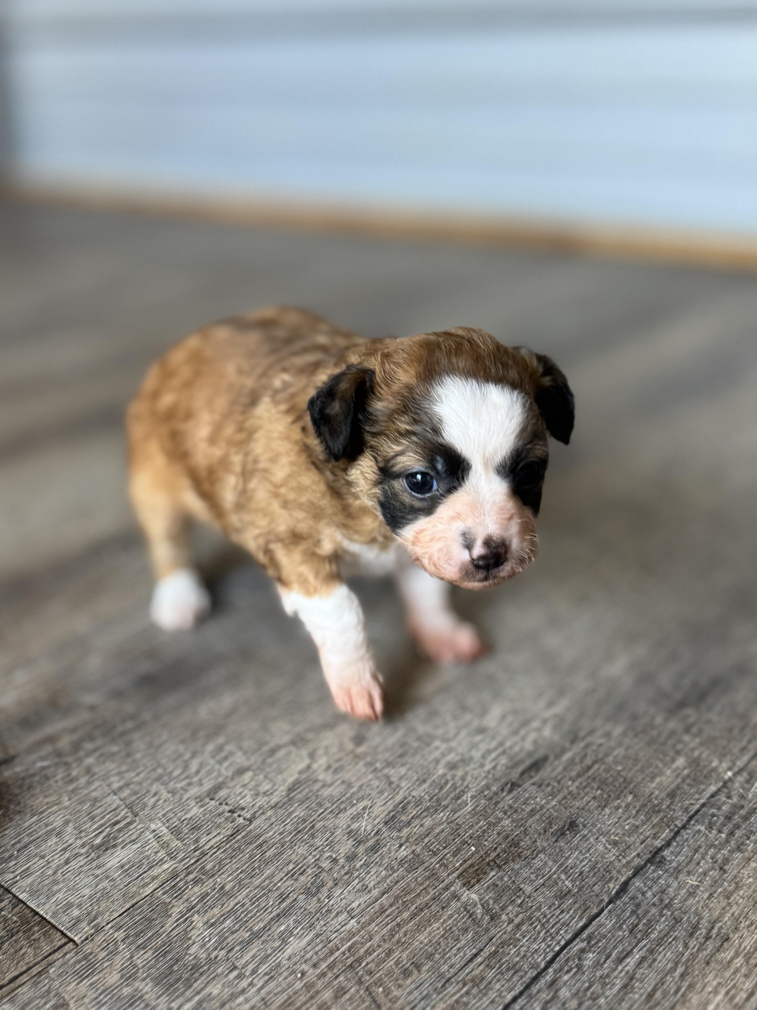 Enlarge Willa, an adoptable mixed breed in SYLVANIA, GA image 5/5