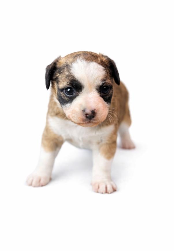 Willa, adoptable, Puppy Female Mixed Breed.