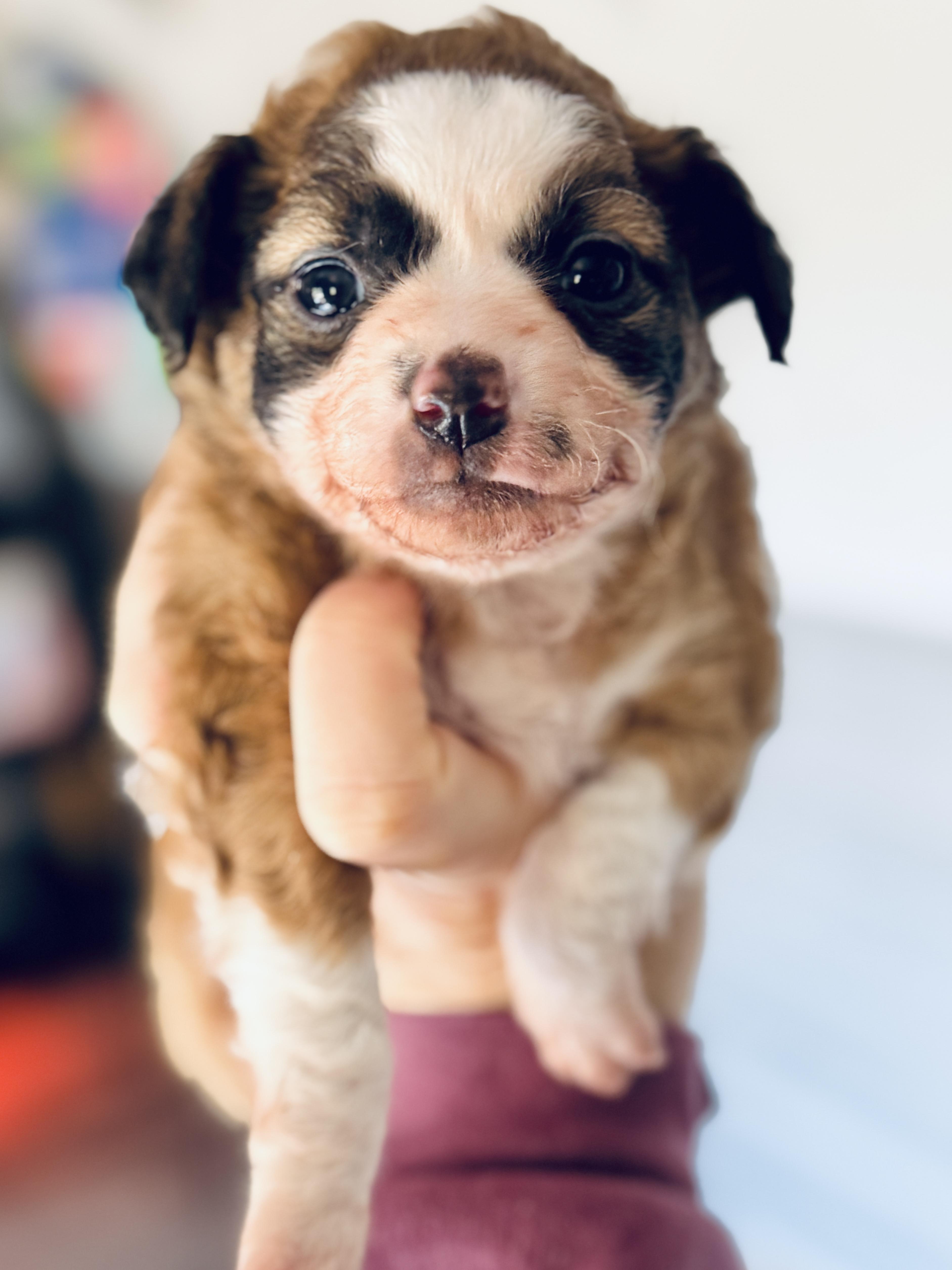 Enlarge Willa, an adoptable mixed breed in SYLVANIA, GA image 4/5