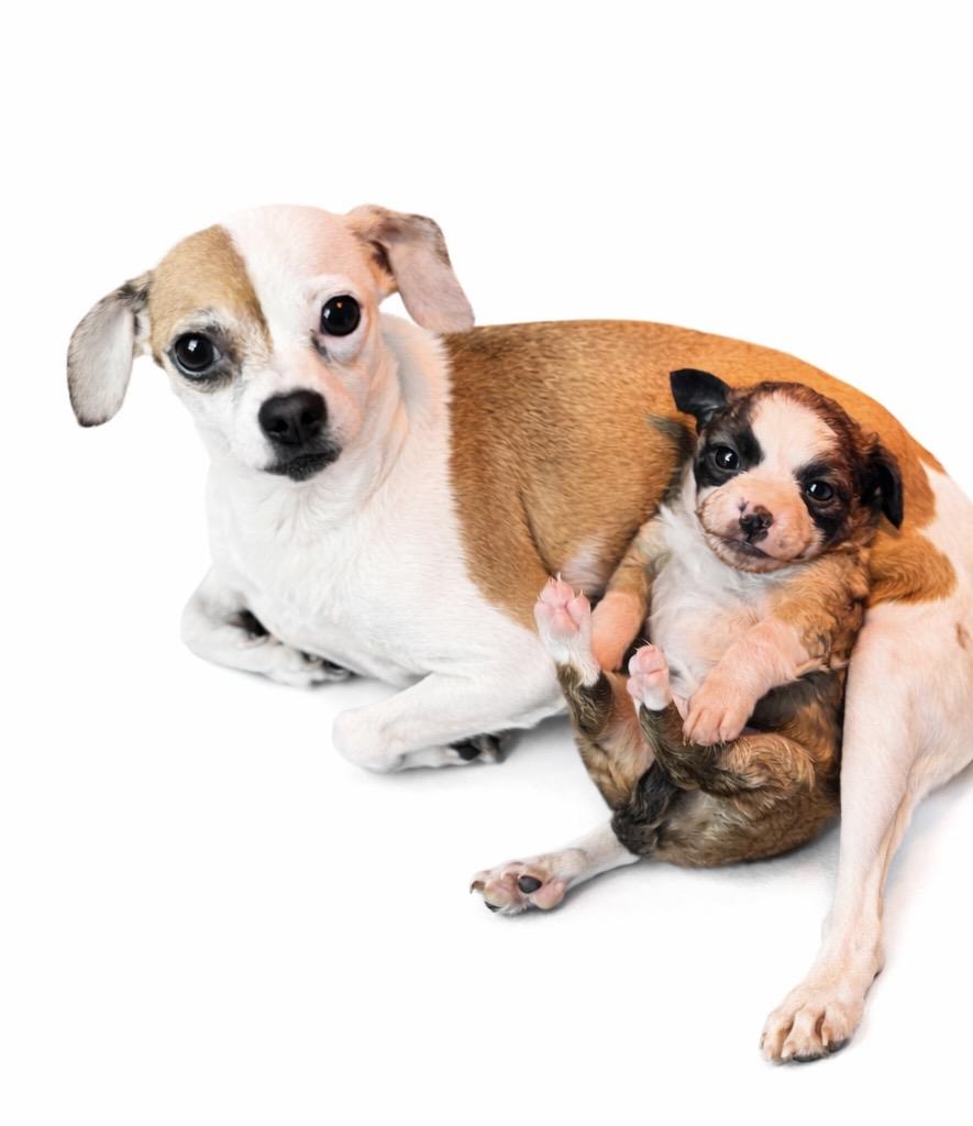 Enlarge Willa, an adoptable mixed breed in SYLVANIA, GA image 2/5