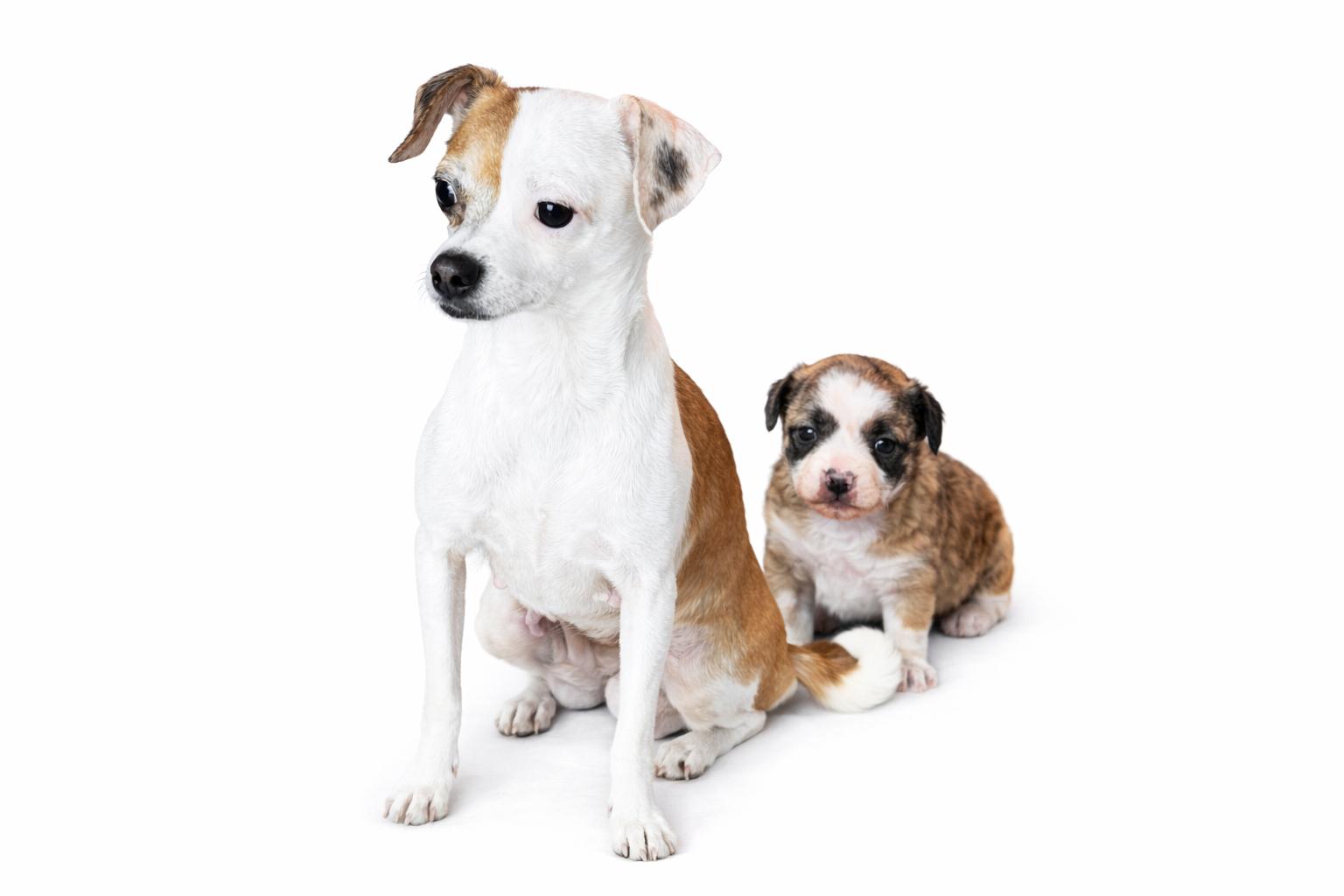 Enlarge Willa, an adoptable mixed breed in SYLVANIA, GA image 3/5