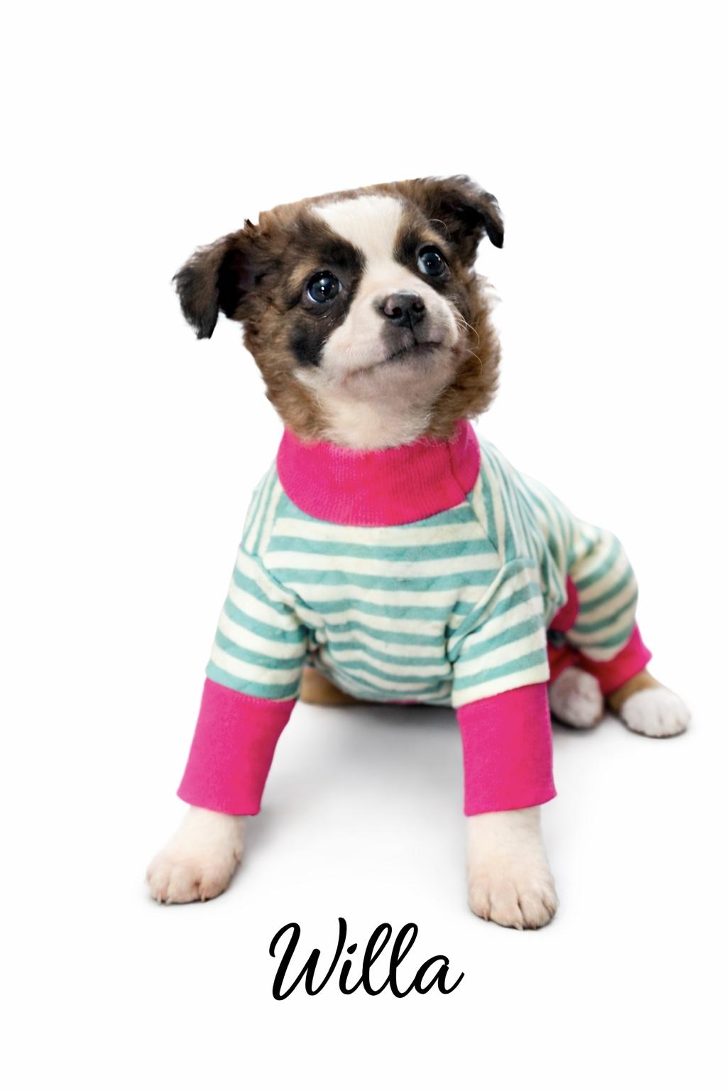 Willa, adoptable, Puppy Female Mixed Breed.